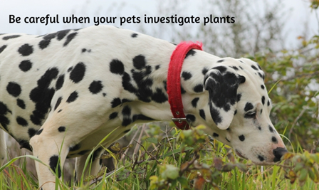 Dog Sniffing a Plant